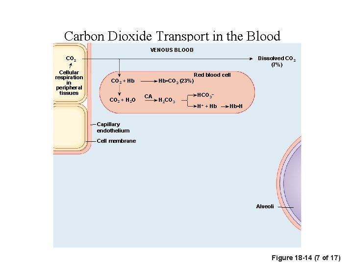 Carbon Dioxide Transport in the Blood VENOUS BLOOD CO 2 Cellular respiration in peripheral