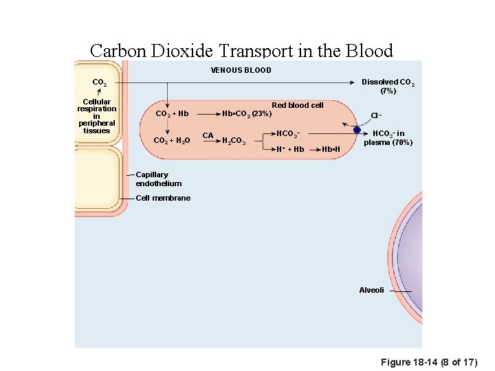 Carbon Dioxide Transport in the Blood VENOUS BLOOD CO 2 Cellular respiration in peripheral