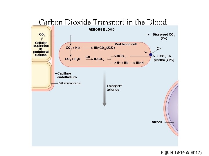 Carbon Dioxide Transport in the Blood VENOUS BLOOD CO 2 Cellular respiration in peripheral