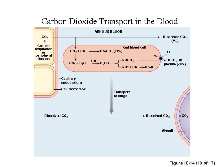 Carbon Dioxide Transport in the Blood VENOUS BLOOD CO 2 Dissolved CO 2 (7%)