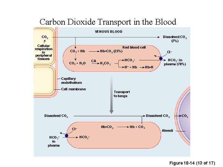 Carbon Dioxide Transport in the Blood VENOUS BLOOD CO 2 Dissolved CO 2 (7%)