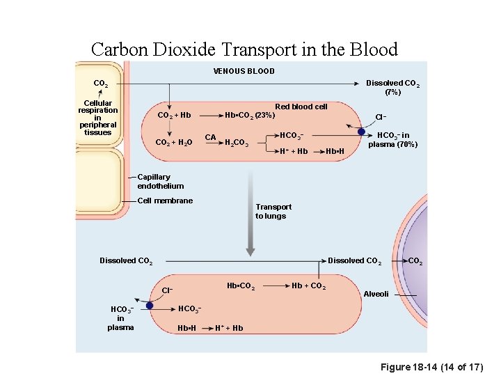 Carbon Dioxide Transport in the Blood VENOUS BLOOD CO 2 Dissolved CO 2 (7%)