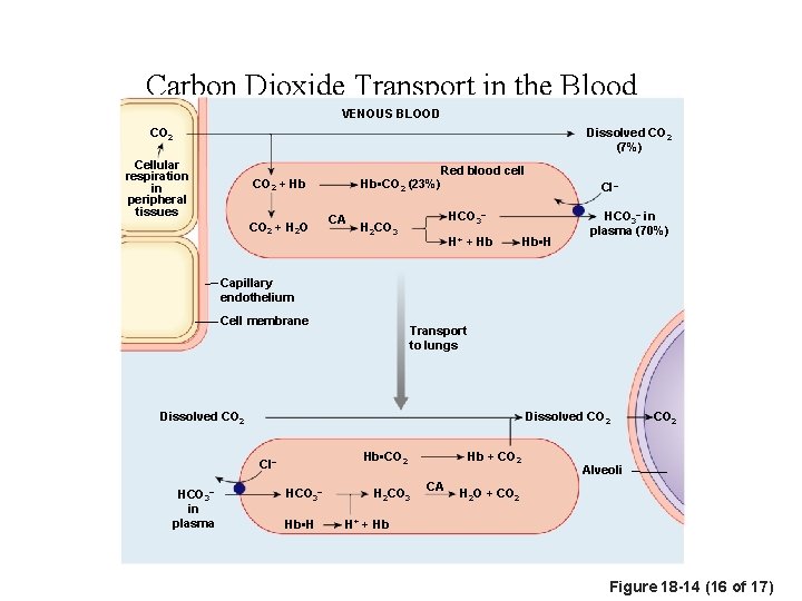 Carbon Dioxide Transport in the Blood VENOUS BLOOD CO 2 Dissolved CO 2 (7%)