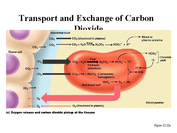 Transport and Exchange of Carbon Dioxide Figure 22. 22 a 