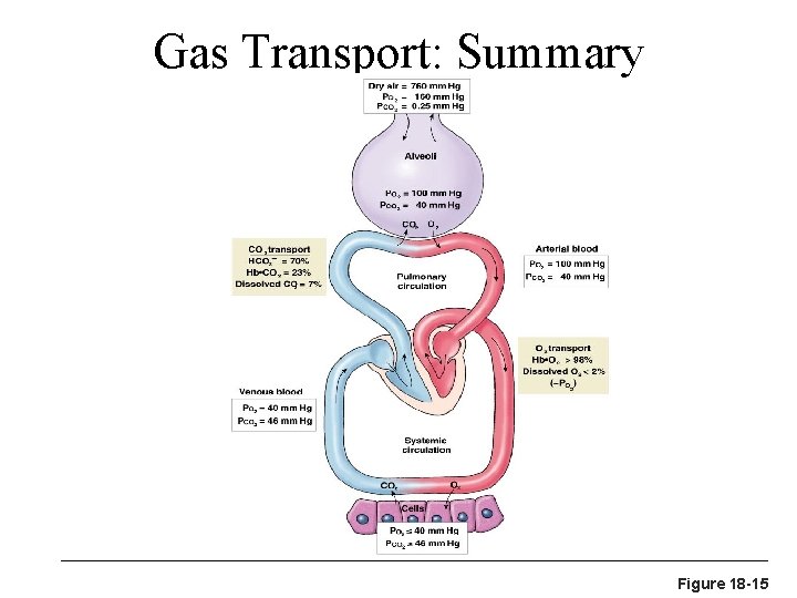 Gas Transport: Summary Figure 18 -15 
