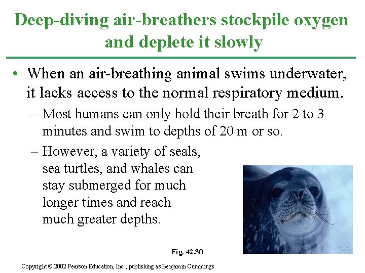 Deep-diving air-breathers stockpile oxygen and deplete it slowly • When an air-breathing animal swims