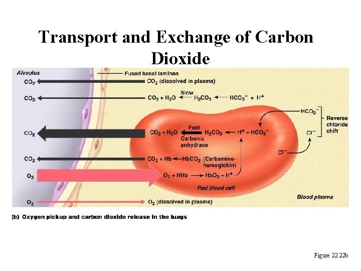 Transport and Exchange of Carbon Dioxide Figure 22. 22 b 