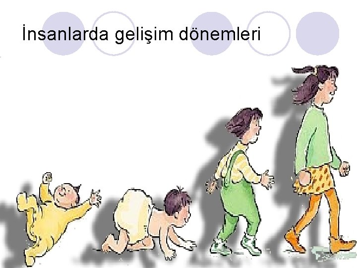 İnsanlarda gelişim dönemleri 