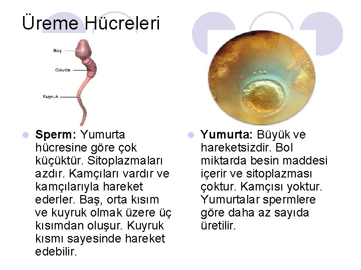 Üreme Hücreleri l Sperm: Yumurta hücresine göre çok küçüktür. Sitoplazmaları azdır. Kamçıları vardır ve