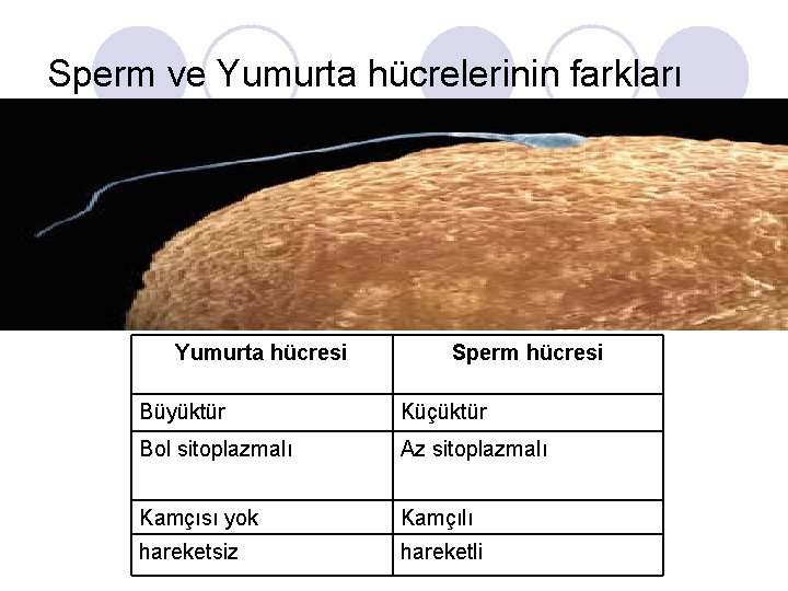 Sperm ve Yumurta hücrelerinin farkları Yumurta hücresi Sperm hücresi Büyüktür Küçüktür Bol sitoplazmalı Az
