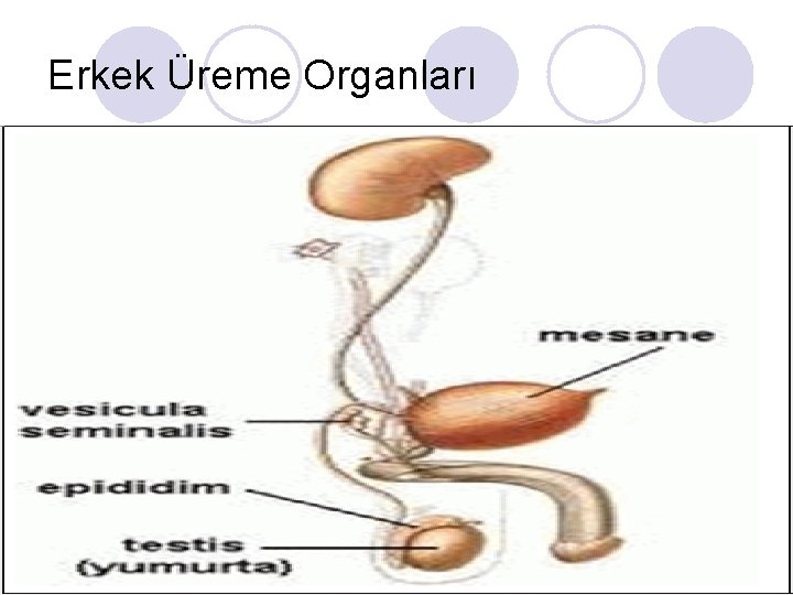 Erkek Üreme Organları 