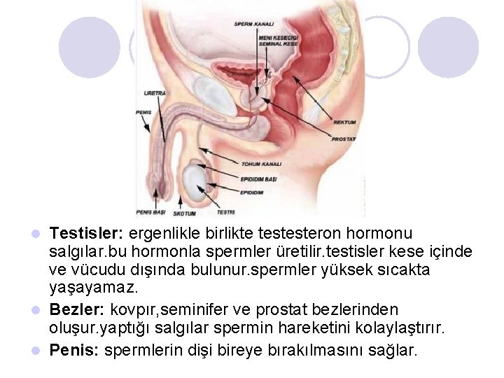 Testisler: ergenlikle birlikte testesteron hormonu salgılar. bu hormonla spermler üretilir. testisler kese içinde ve