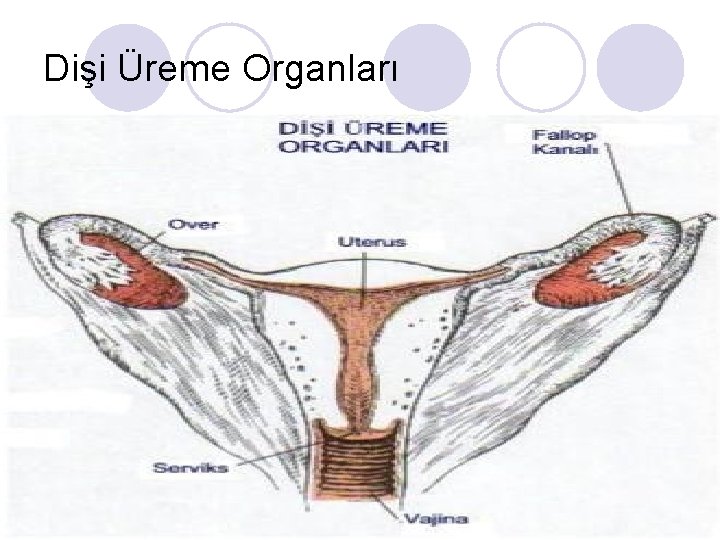 Dişi Üreme Organları 