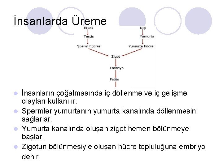 İnsanlarda Üreme İnsanların çoğalmasında iç döllenme ve iç gelişme olayları kullanılır. l Spermler yumurtanın