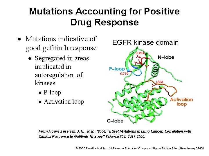 Mutations Accounting for Positive Drug Response · Mutations indicative of good gefitinib response EGFR