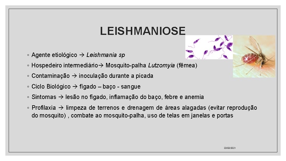 LEISHMANIOSE ◦ Agente etiológico Leishmania sp ◦ Hospedeiro intermediário Mosquito-palha Lutzomyia (fêmea) ◦ Contaminação