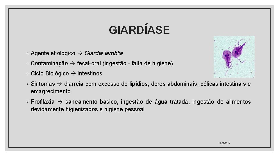 GIARDÍASE ◦ Agente etiológico Giardia lamblia ◦ Contaminação fecal-oral (ingestão - falta de higiene)