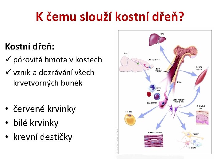 K čemu slouží kostní dřeň? Kostní dřeň: ü pórovitá hmota v kostech ü vznik