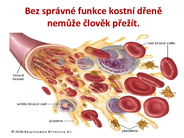 Bez správné funkce kostní dřeně nemůže člověk přežít. 