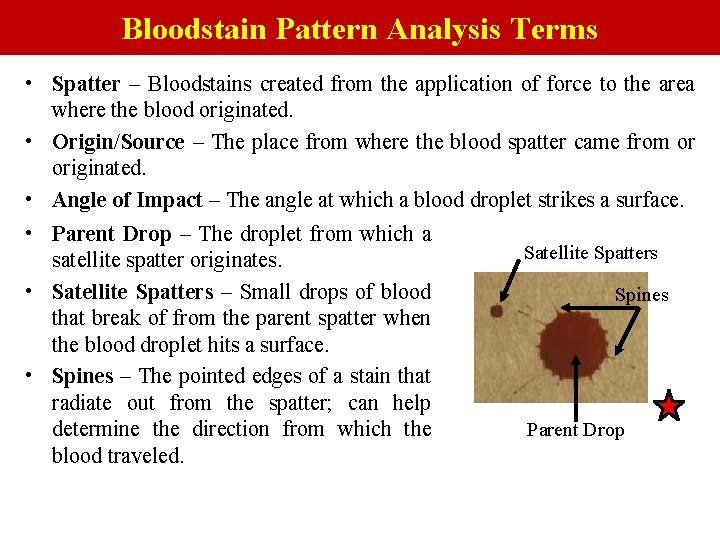 Bloodstain Pattern Analysis Terms • Spatter – Bloodstains created from the application of force