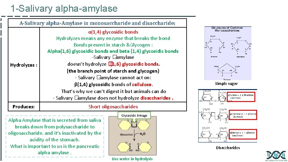 1 -Salivary alpha-amylase A-Salivary alpha-Amylase in monosaccharide and disaccharide: Hydrolyzes : Produces: α(1, 4)