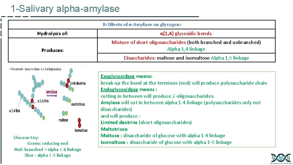 1 -Salivary alpha-amylase B-Effects of α-Amylase on glycogen: Hydrolysis of: α(1, 4) glycosidic bonds.