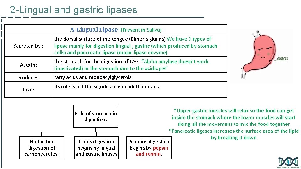 2 -Lingual and gastric lipases A-Lingual Lipase: (Present in Saliva) Secreted by : Acts