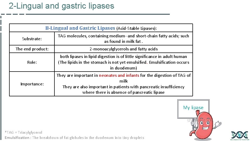 2 -Lingual and gastric lipases B-Lingual and Gastric Lipases (Acid-Stable Lipases): Substrate: TAG molecules,