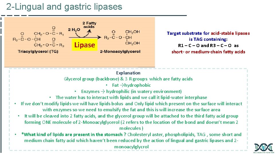 2 -Lingual and gastric lipases Lipase Target substrate for acid-stable lipases is TAG containing: