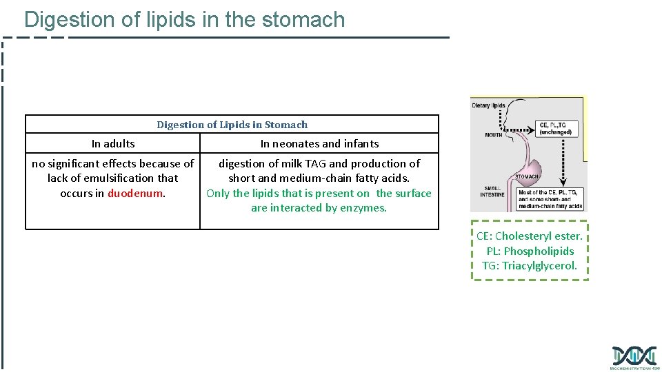 Digestion of lipids in the stomach Digestion of Lipids in Stomach In adults In