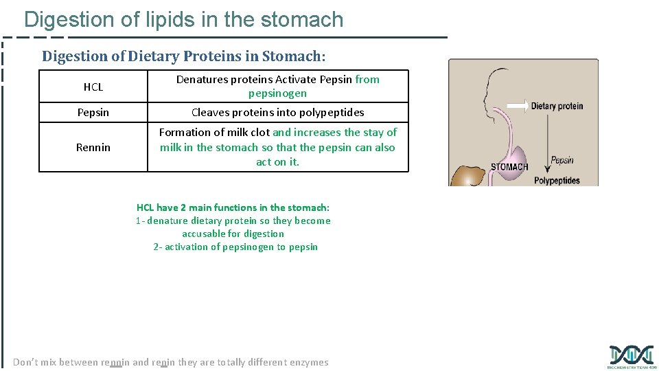 Digestion of lipids in the stomach Digestion of Dietary Proteins in Stomach: HCL Denatures