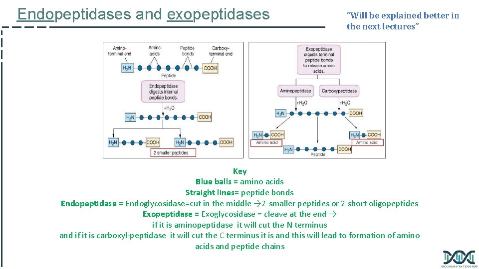 Endopeptidases and exopeptidases “Will be explained better in the next lectures” Key Blue balls