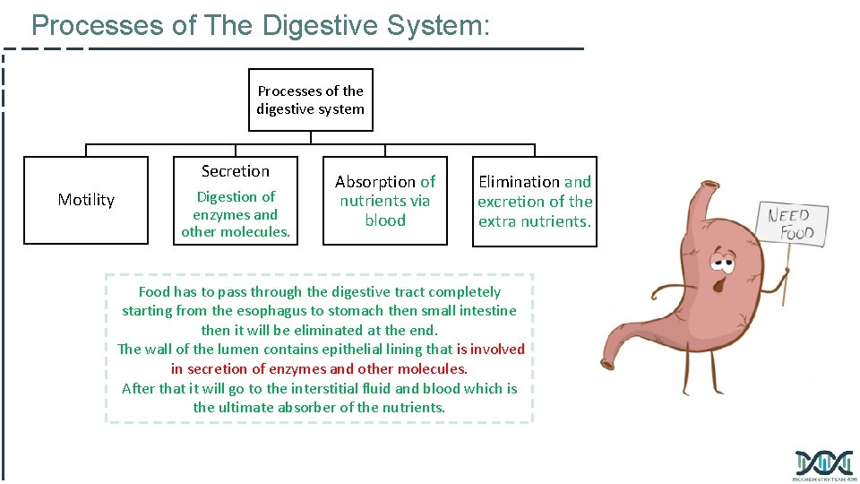 Processes of The Digestive System: Processes of the digestive system Secretion Motility Digestion of