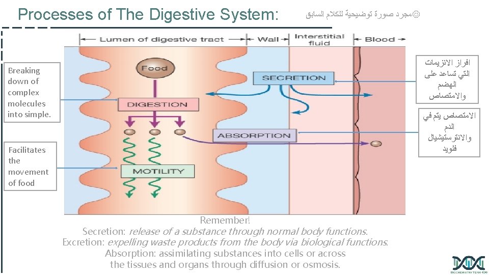 Processes of The Digestive System: ﻣﺠﺮﺩ ﺻﻮﺭﺓ ﺗﻮﺿﻴﺤﻴﺔ ﻟﻠﻜﻼﻡ ﺍﻟﺴﺎﺑﻖ ﺍﻓﺮﺍﺯ ﺍﻻﻧﺰﻳﻤﺎﺕ ﺍﻟﺘﻲ ﺗﺴﺎﻋﺪ