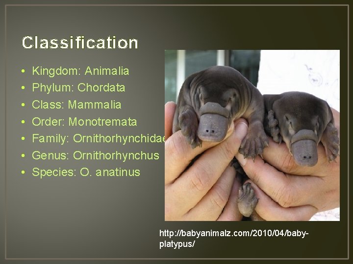 Classification • • Kingdom: Animalia Phylum: Chordata Class: Mammalia Order: Monotremata Family: Ornithorhynchidae Genus: