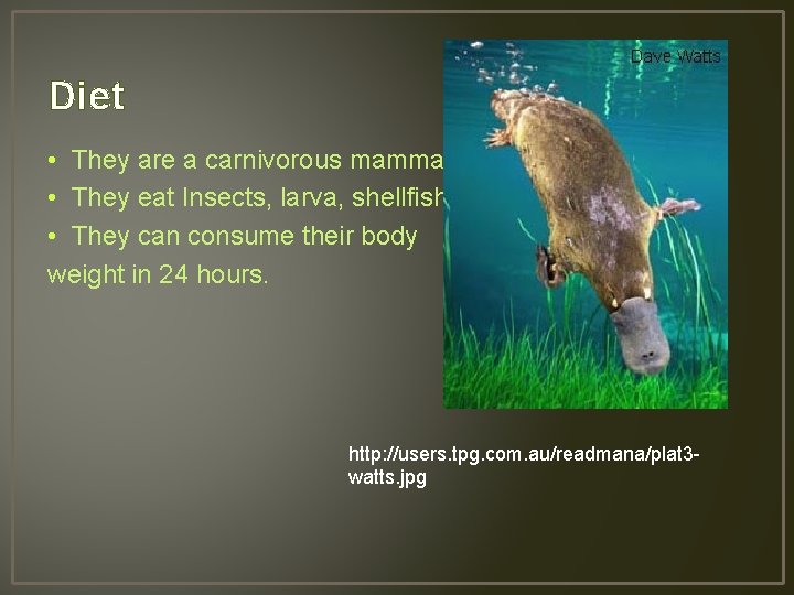 Diet • They are a carnivorous mammal. • They eat Insects, larva, shellfish. •