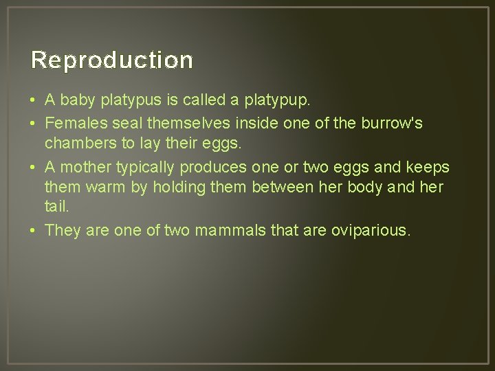Reproduction • A baby platypus is called a platypup. • Females seal themselves inside