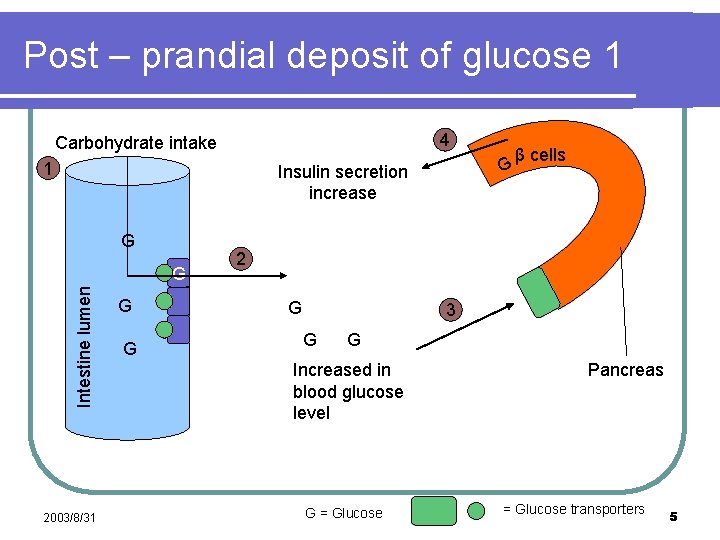 Effects of protein intake on glucagon, insulin, and glucose dynamics ...