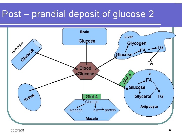 Food Order Has a Significant Impact on Postprandial Glucose and Insulin ...