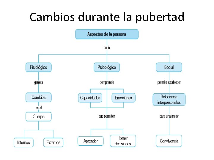 Cambios durante la pubertad 