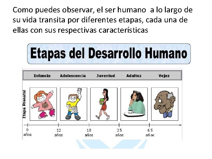 Como puedes observar, el ser humano a lo largo de su vida transita por