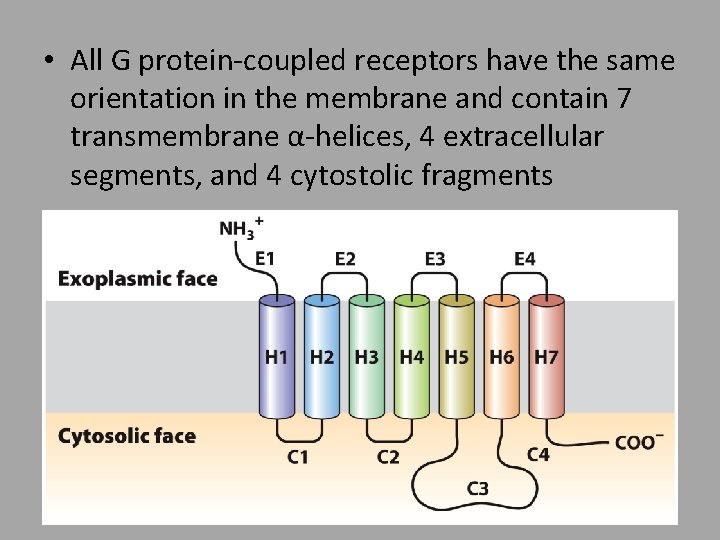  • All G protein-coupled receptors have the same orientation in the membrane and