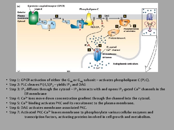  • Step 1: GPCR activation of either the Gαo or Gαq subunit –