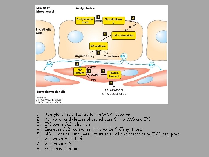 1. 2. 3. 4. 5. 6. 7. 8. Acetylcholine attaches to the GPCR receptor
