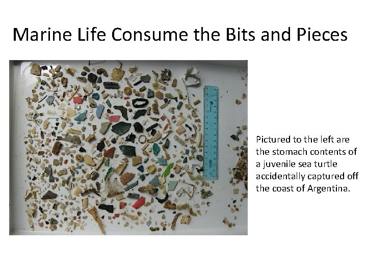 Marine Life Consume the Bits and Pieces • Pictured to the left are the