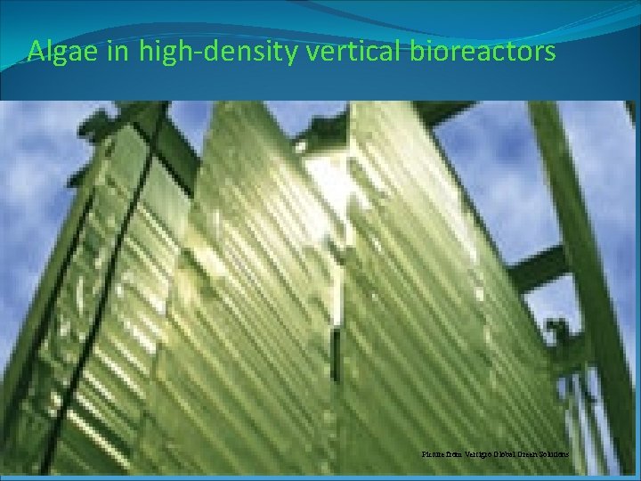 Algae in high-density vertical bioreactors Picture from Vertigro Global Green Solutions 