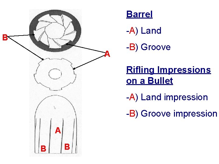 Barrel -A) Land B A -B) Groove Rifling Impressions on a Bullet -A) Land Barrel -A) Land B A -B) Groove Rifling Impressions on a Bullet -A) Land