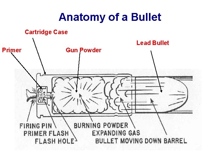 Anatomy of a Bullet Cartridge Case Lead Bullet Primer Gun Powder Anatomy of a Bullet Cartridge Case Lead Bullet Primer Gun Powder