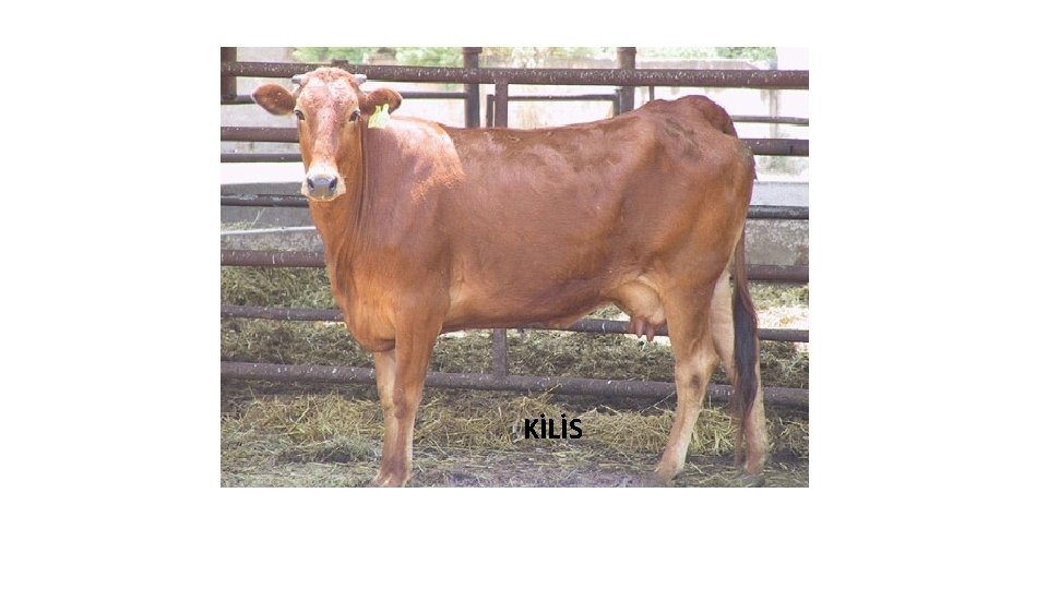 KİLİS 