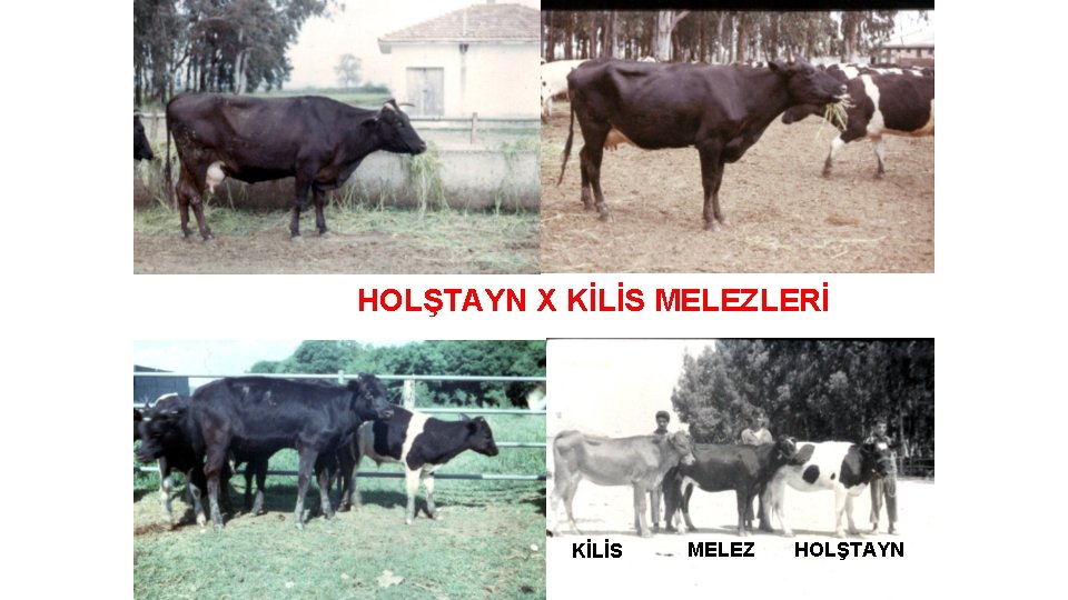 HOLŞTAYN X KİLİS MELEZLERİ KİLİS MELEZ HOLŞTAYN 